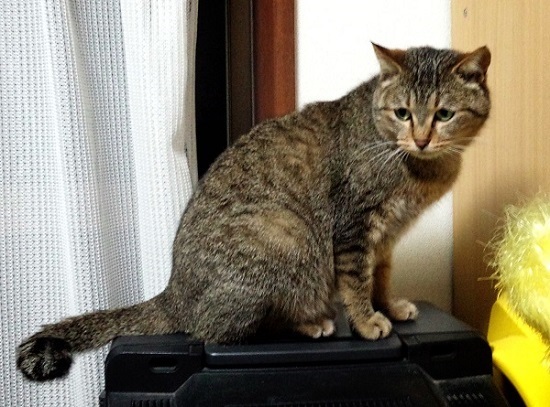 保護猫 くるみちゃんのしっぽと心配な野良たち 猫に出会えば